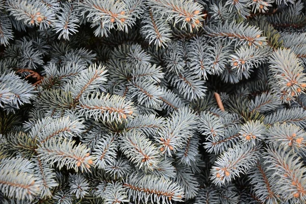 Branches of blue fir tree — Stock Photo, Image