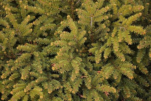 Grenar av gröna GranTree — Stockfoto