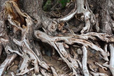 Ağaç kökleri