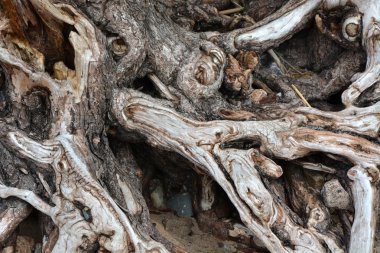 Ağaç kökleri