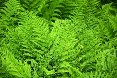 eğreltiotu arka plan