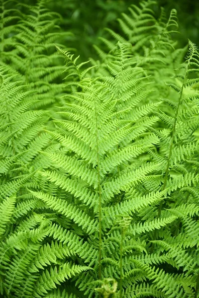 Fern background — Stock Photo, Image