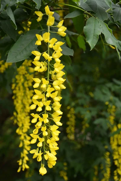 Bloeiende acacia-boom — Stockfoto