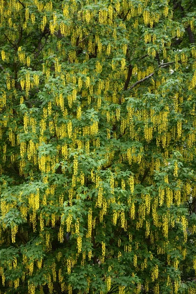 Kvetoucí strom acacia — Stock fotografie