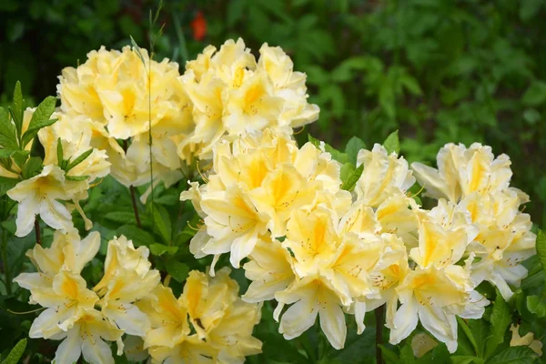 Bush Lily çiçek — Stok fotoğraf