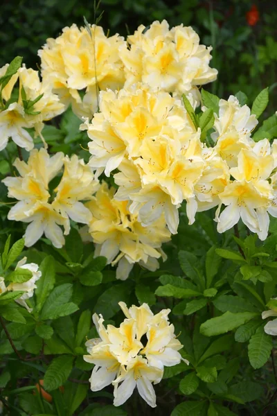 Bush Lily çiçek — Stok fotoğraf