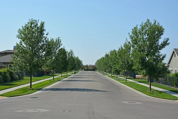 Weg met bomen — Stockfoto