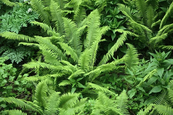 Fern — Stock Photo, Image