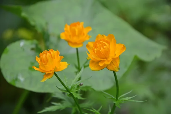 Flores muito raras chamadas globo-flor — Fotografia de Stock