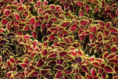Coleus yaprakları