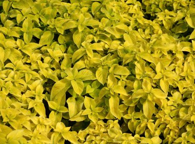 Sarı Coleus yapraklar