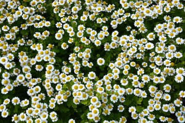 Küçük papatya çiçekler