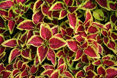 Coleus yaprakları