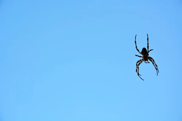 Araña — Foto de Stock