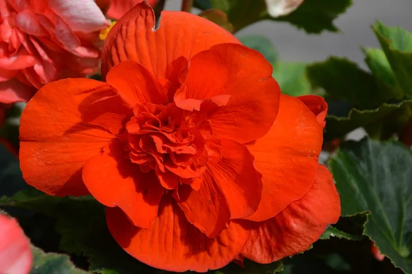 Grande fiore rosso — Foto Stock