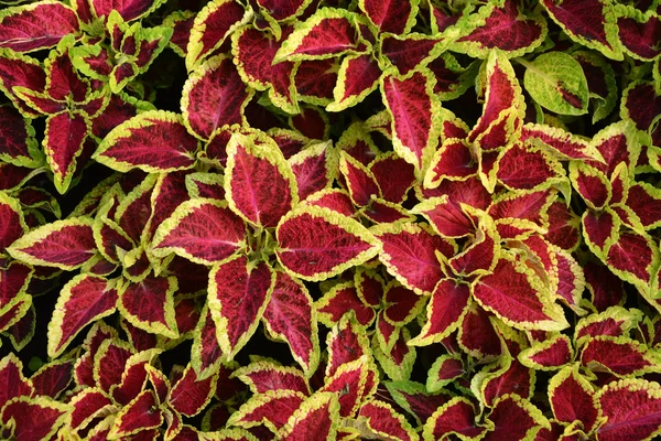 Folhas de coleus — Fotografia de Stock