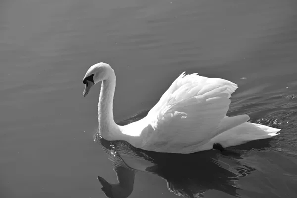 Swan at the pond — Stock Photo, Image