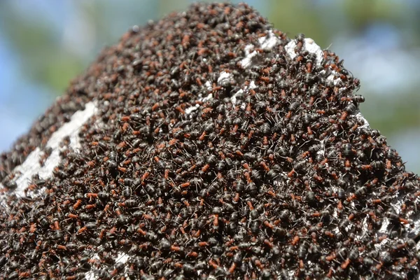 Ants — Stock Photo, Image