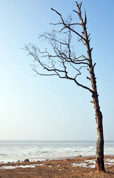 Baum am Meeresufer — Stockfoto