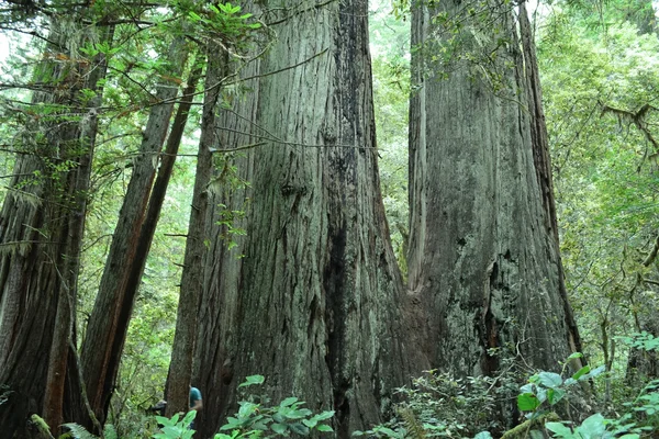 Redwoods erdő — Stock Fotó