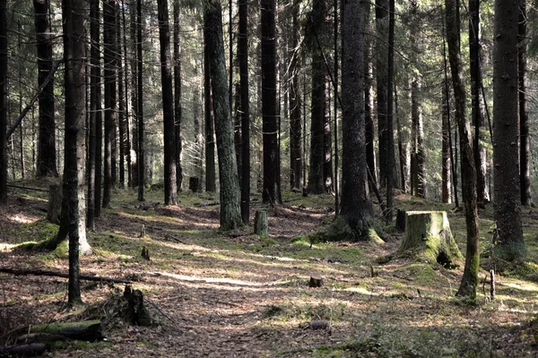 Темний ліс з ялиною та сосновими деревами — стокове фото