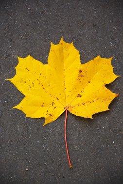 Sarı akçaağaç yaprağı