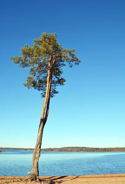 Velké borovice na břehu jezera — Stock fotografie