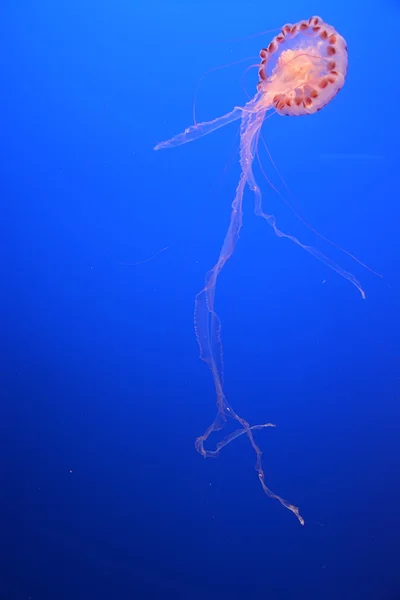 Medusas en el océano azul profundo —  Fotos de Stock