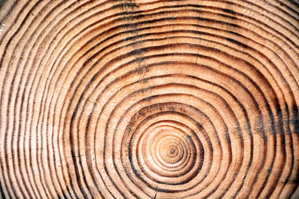 Skiva av trä virke — Stockfoto