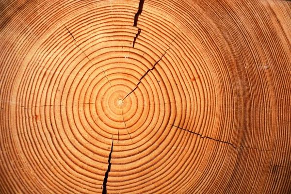 Fa fűrészáru szelet — Stock Fotó