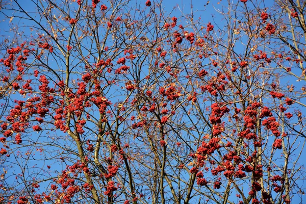 Rowan δέντρο μούρο μπλε ουρανό — Φωτογραφία Αρχείου
