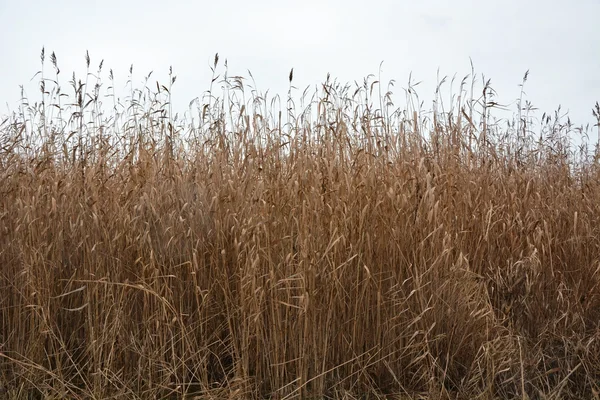 Rush on the lake shore — Stock Photo, Image