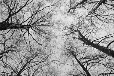 Arka plan olarak çıplak ağaçlar