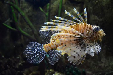 Lionfish (Pterois volitans) uçan sualtı