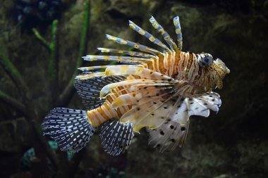Lionfish (Pterois volitans) uçan sualtı