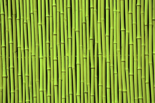 Bambu verde — Fotografia de Stock