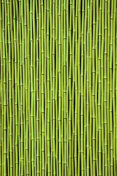 Bambou vert — Photo