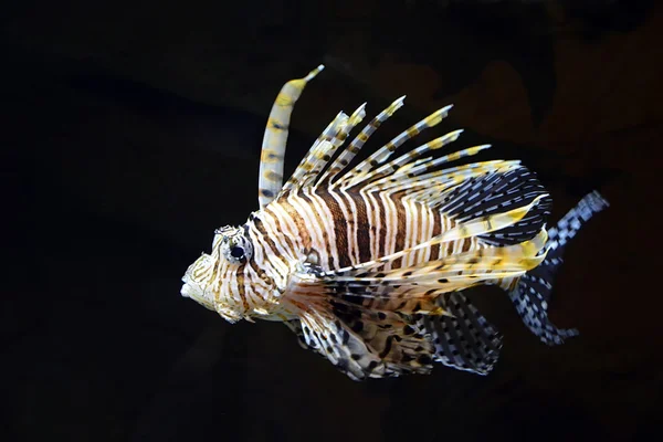 Peixe-leão voador (Pterois volitans) subaquático — Fotografia de Stock