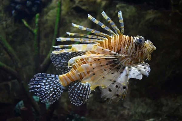 Flying lionfish (Pterois volitans) underwater — Stock Photo, Image