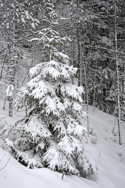 Winter fir trees — Stock Photo, Image