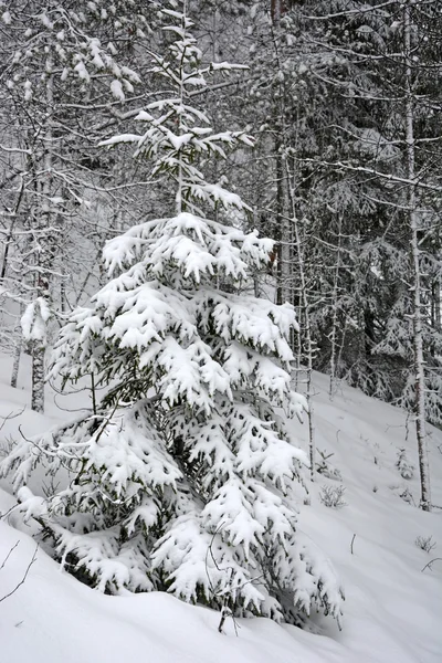 Sapins d'hiver — Photo