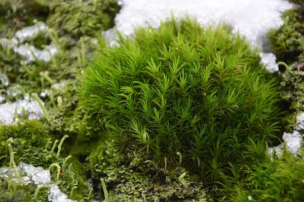Moss and snow — Stock Photo, Image