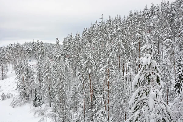 Vinterskog — Stockfoto