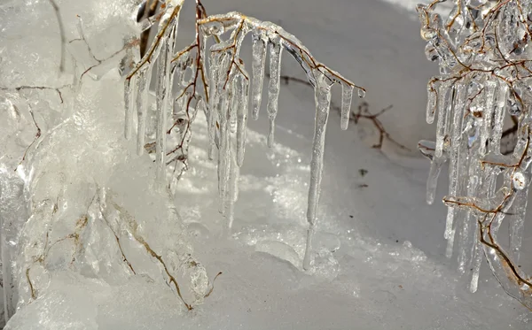 Ramas congeladas —  Fotos de Stock