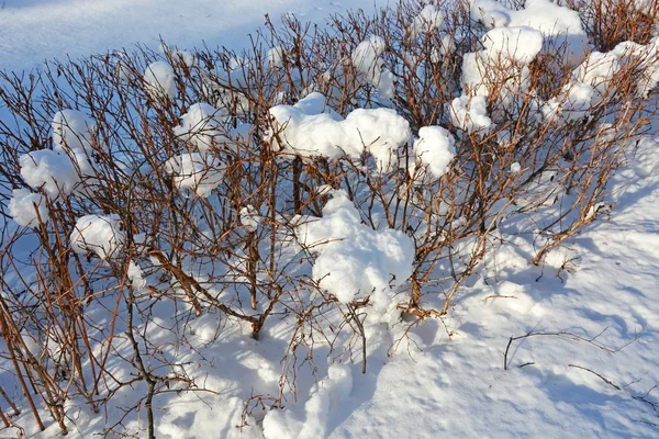 Bush avec bouchons de neige — Photo