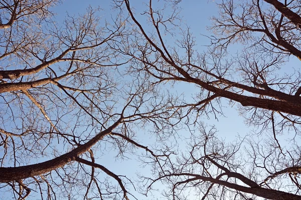 Alberi nudi contro il cielo blu — Foto Stock