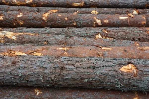 Pine trunks — Stock Photo, Image