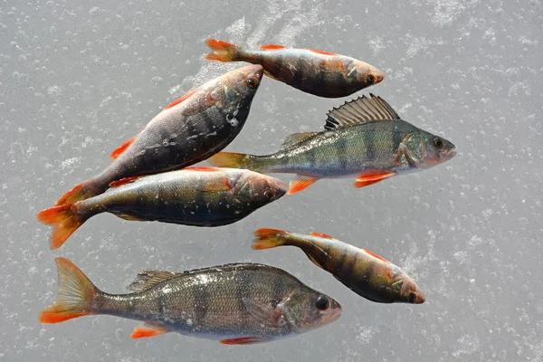 Perch fish on the ice — Stock Photo, Image