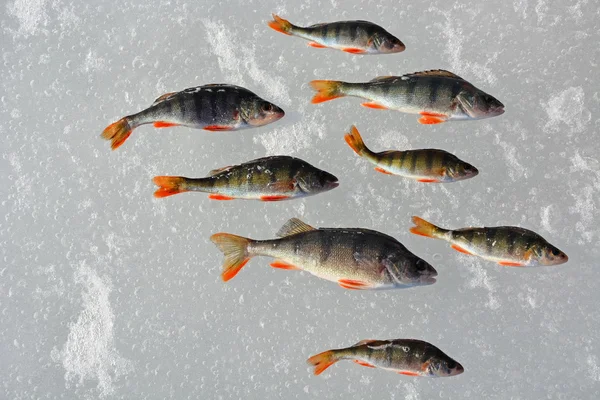 Perch fish on the ice — Stock Photo, Image