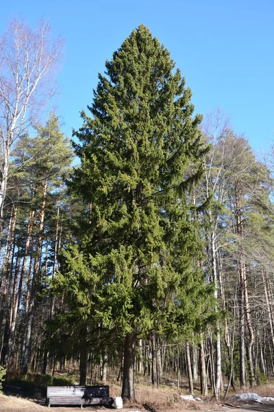 Grote spar boom in het park — Stockfoto